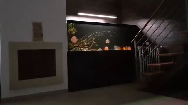 Интерьерный аквариум с дискусами от Fábio Fernandes смотреть онлайн