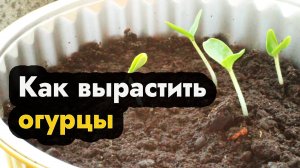 Как вырастить огурцы на рассаду в 2025 в Сибири и Дальнем Востоке - выращивание рассады огурцов