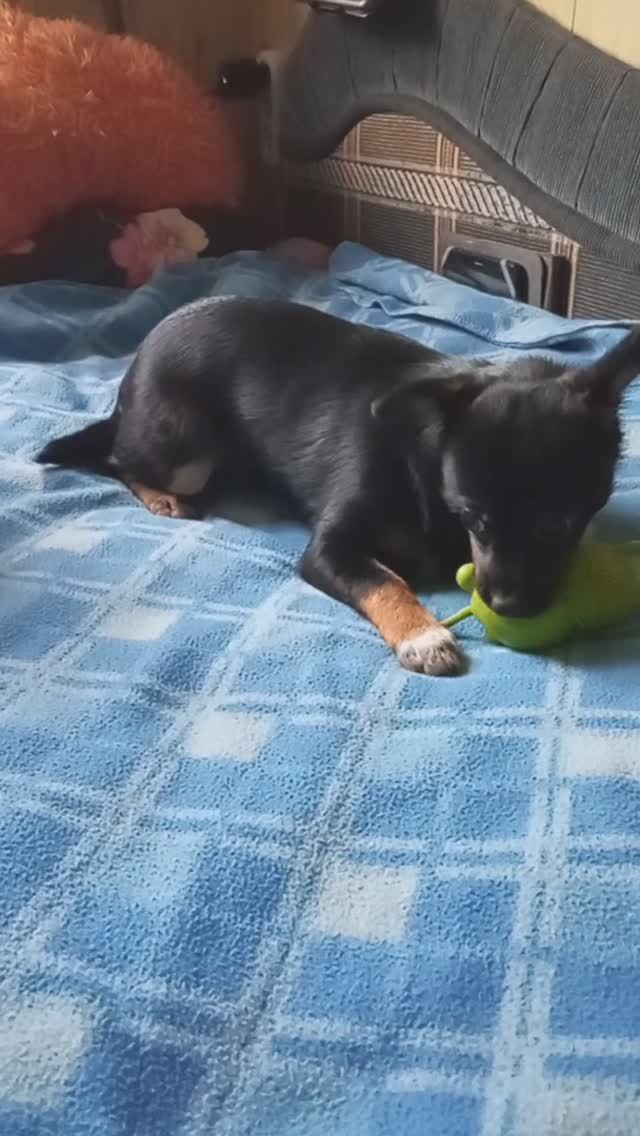 VID_20250309_073259