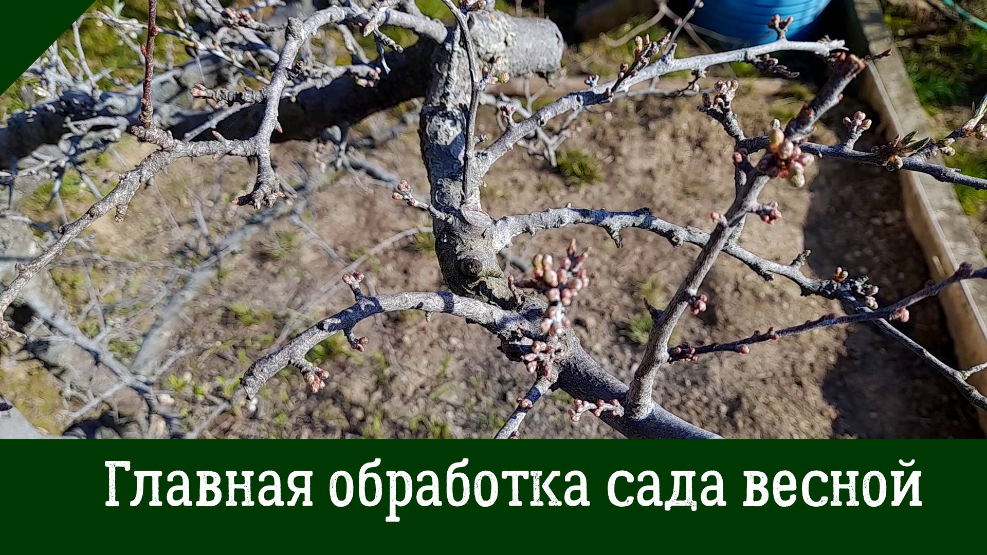 Первая ГЛАВНАЯ ОБРАБОТКА САДА весной! Мощная защита от вредителей и болезней.