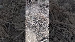 Павловния. Зачем и как обрезать корни?