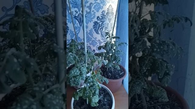 Комнатные помидоры "Балконное чудо"