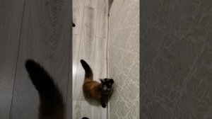 Шотландец Марсель и Мейн-Кун Молли играют