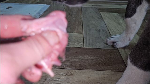 Как покормить Кангала.Ходим по краю