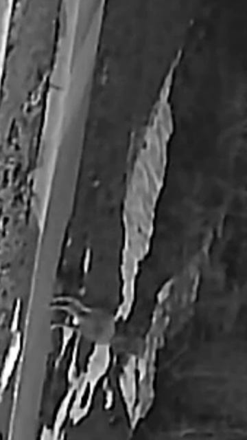 Зайчики и Койоты бегают возле дома по ночам