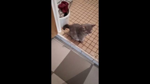 Кошечка