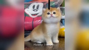 ты смеялся, ты проиграл.