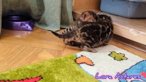 бенгальские котята в окрасе браун