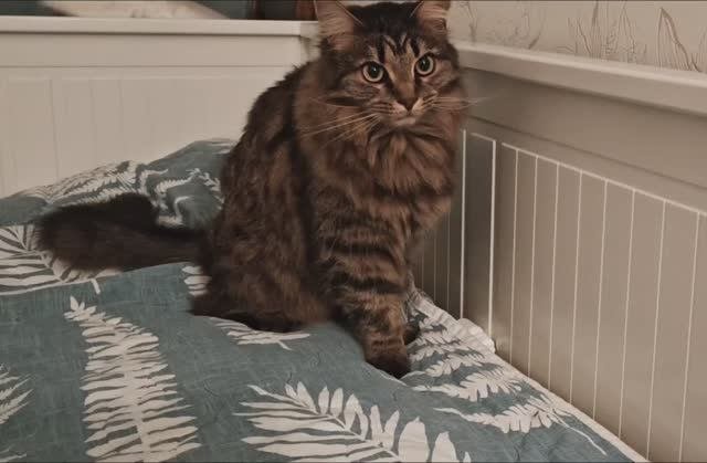 ПЛЮША ПИКЧЕРС🐈 представляет 