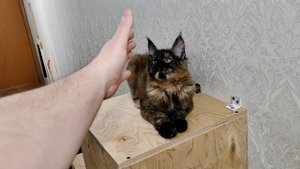 Играю с кошкой Мейн-Кун Молли