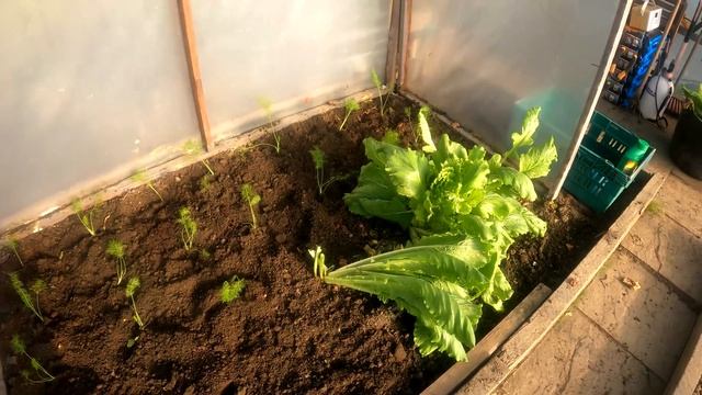 Pest Prevention | Pigeons | Cabbage White Caterpillar | Slugs and Snails | Rodents | Green Side Up смотреть онлайн