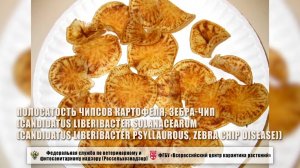 Полосатость чипсов картофеля, Зебра-чип (Candidatus Liberibacter solanacearum)