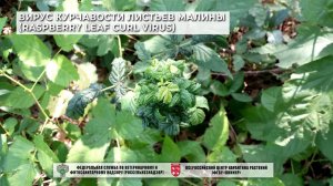 Вирус курчавости листьев малины (Raspberry leaf curl virus)