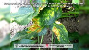 Возбудитель ржаво-бурой пятнистости листьев фасоли (C. flaccumfaciens pv. Flaccumfaciens)