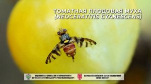 Томатная плодовая муха (Neoceratitis cyanescens)