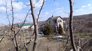 Как понижать крону дерева, чтобы минимизировать рост волчков.