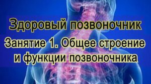Занятие 1. Общее строение и функции позвоночника