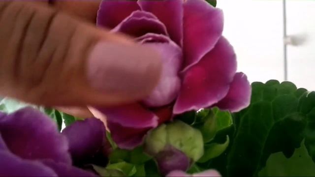 7 COISAS INTERESSANTES SOBRE A FLOR GLOXÍNIA