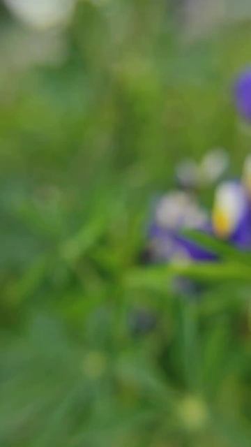 Bombus polinizando Lupinus mutabilis смотреть онлайн