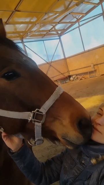 Лошади-это любовь навсегда ❤️ #horse #лошади #конь #animals #животные #любовь