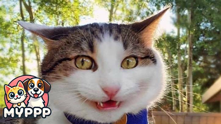 🐈 Самые смешные и красивые котята в мире! 🐕 Смешное видео с котами и котятами! 🐱