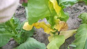 Обзор сорта табака Самсун К