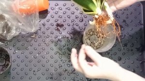 100 дней пересадки: сансевиерия