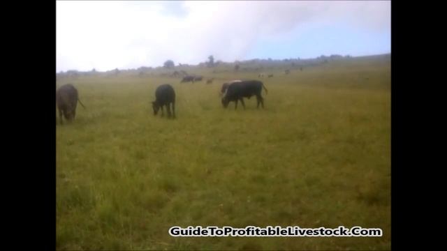 Raising Beef Cattle On Pasture смотреть онлайн