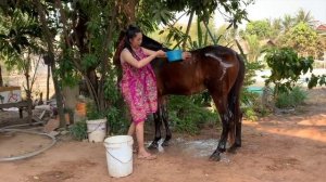 How to training Horse - Beautiful smart girl Care horse basic in village