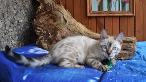 Снежный бенгальский кот в окрасе линкс