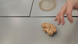 НАСТОЯЩИЕ МОЗГИ.