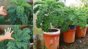 Как я выращиваю капусту дома в ведре из-под краски - выращиваю капусту из семян