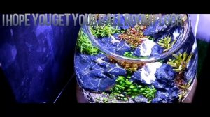 MiniScaping lowtech metode diana walstad dengan menggunakan lampu GreenSun