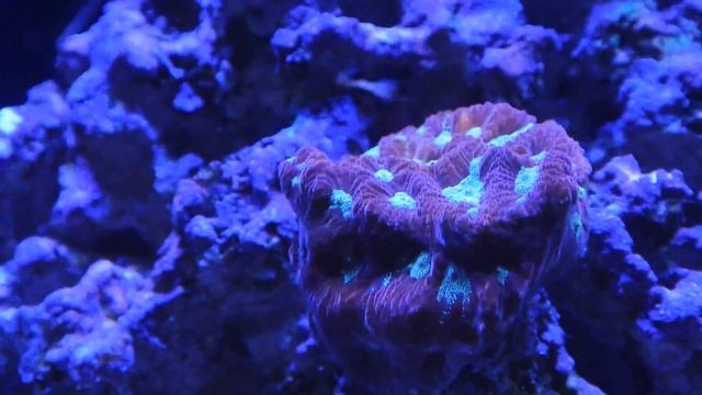 Reef Tank Clips: Final Shots Before Teardown | Saltwater Aquarium смотреть онлайн