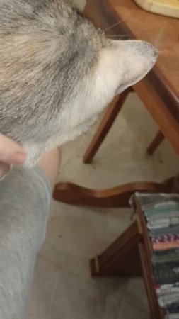 На коленях у своего человека.