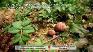Вирус желтой карликовости картофеля (Potato yellow dwarf virus)