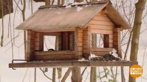 Птички, с новосельем! Доброе утро. Фрагмент выпуска от 20.03.2025