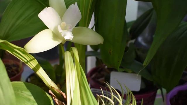 Lycaste (Anna Katharina x lassioglossa) rot x ((momoyana x trifoliata) x skinneri rosa) смотреть онлайн