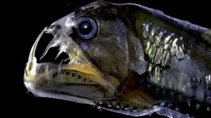 хаулиоды кто это