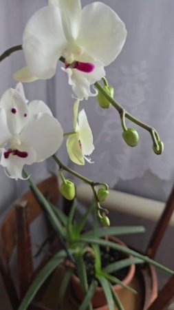 Молодой Принц зацветает