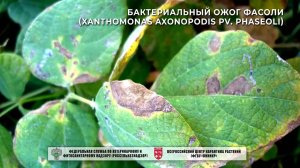 Бактериальный ожог фасоли (Xanthomonas axonopodis pv. phaseoli)