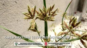 Сыть круглая (Cyperus rotundus)