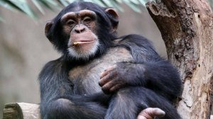 10 видов необычных обезьян.