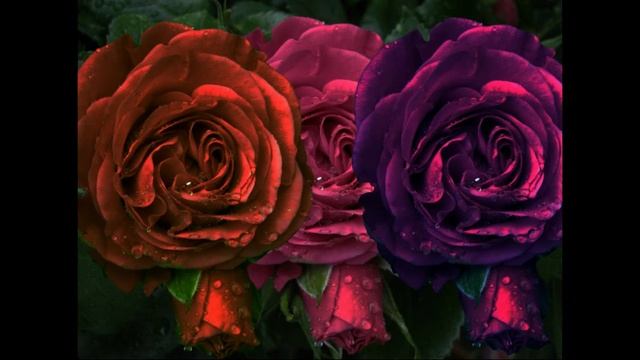 ЦветаЦветка