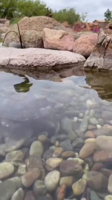 कछुआ को घर के समुन्दर में डाल दिया 😰 | @FactsMine @FactStock_ | #shorts #youtubeshorts смотреть онлайн