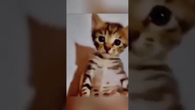"Икота, икота перейди на Федота..."