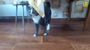 Кот прячется смешно