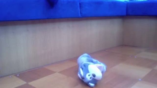 The Ship's Cat is Laughing at Me
