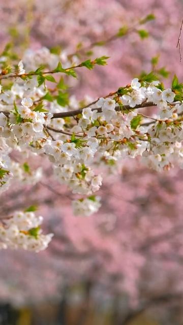 Cherry Blossom & Relaxing Music