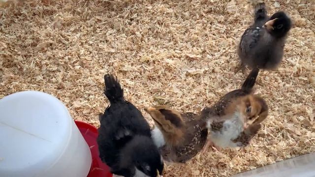 Speckled Sussex: 2-Weeks Old - Chicken Breed Progression of Chick to Adult смотреть онлайн